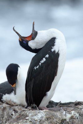 Antarctic Shag