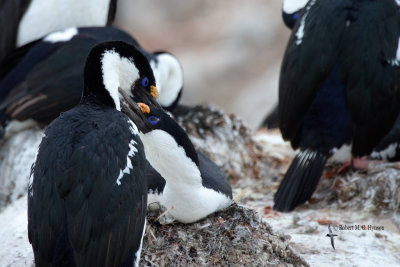 Antarctic Shag