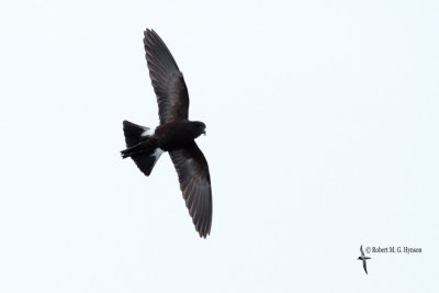 wilsons_storm-petrel_antarctica