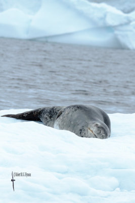 Leopard Seal