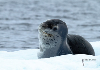 Leopard Seal