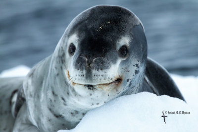 Leopard Seal