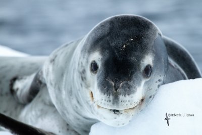 Leopard Seal