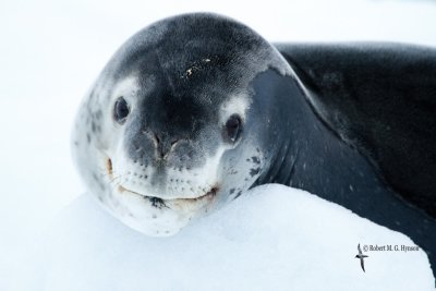 Leopard Seal