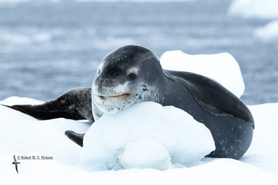 Leopard Seal