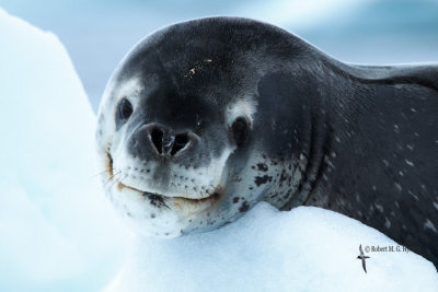 Leopard Seal