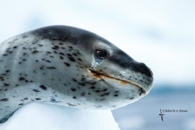 Leopard Seal