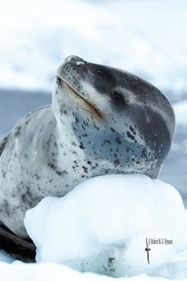 Leopard Seal