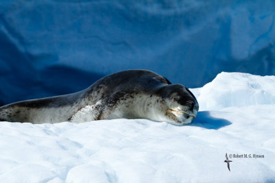 Leopard Seal