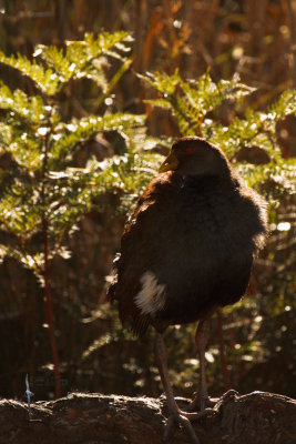 Tasmanian Native-hen