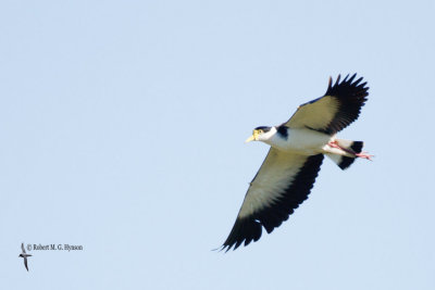 Masked Lapwing