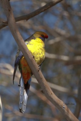 Green Rosella