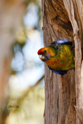 Green Rosella