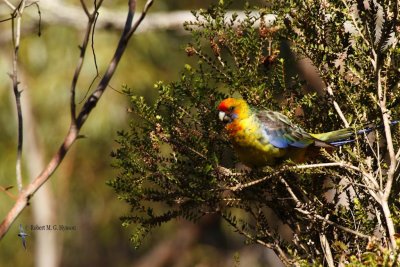 Green Rosella