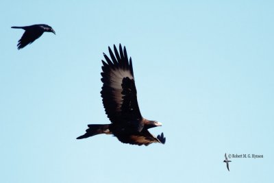 wedge-tailed_eagle