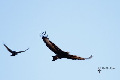 Wedge-tailed Eagle