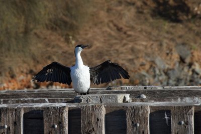 Black-faced Cormorant