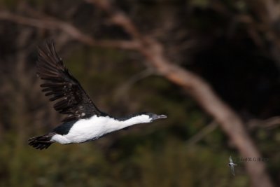 Black-faced Cormorant