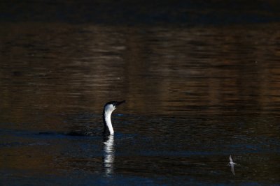 Black-faced Cormorant