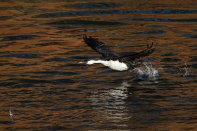 Black-faced Cormorant