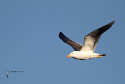 Pacific Gull