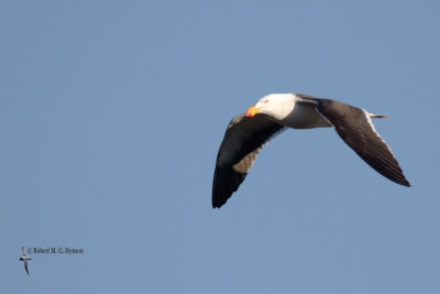 Pacific Gull