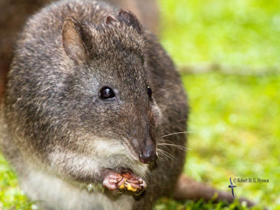 Long-nosed Potoroo