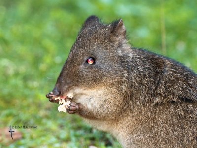 Long-nosed Potoroo