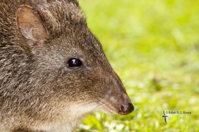 Long-nosed Potoroo