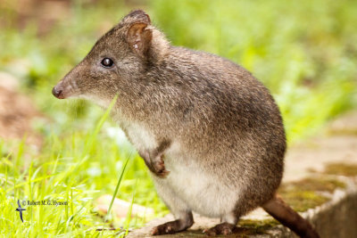 Long-nosed Potoroo