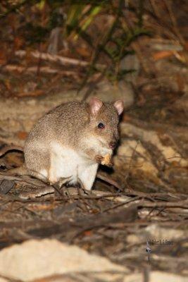 Southern Bettong