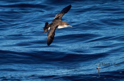 Fluttering Shearwater