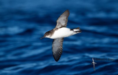 Fluttering Shearwater