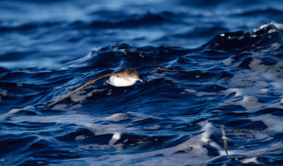 Fluttering Shearwater