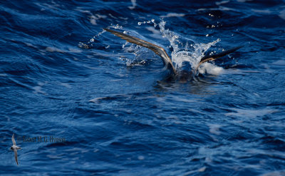 Fluttering Shearwater