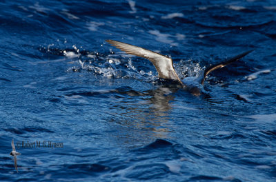 Fluttering Shearwater