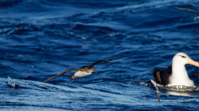Fluttering Shearwater