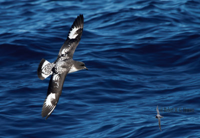 Cape Petrel