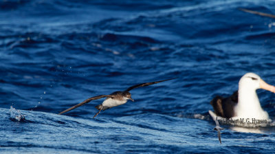 Fluttering Shearwater