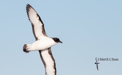 Cape Petrel