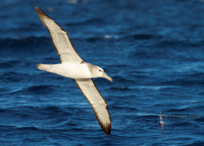 Shy Albatross