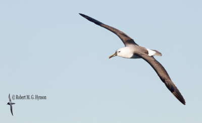 Indian Yellow-nosed Albatross