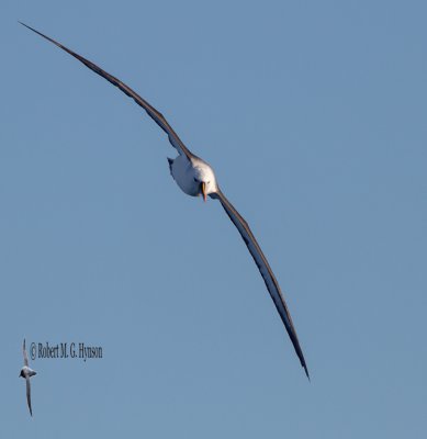 Indian Yellow-nosed Albatross