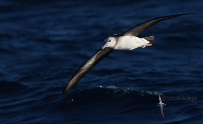 Black-browed Albatross