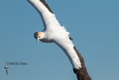 Australasian Gannet