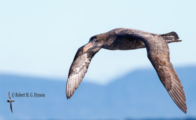 Northern Giant Petrel