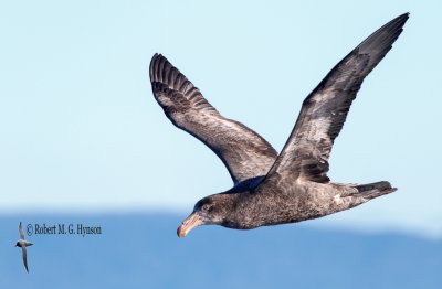 fulmars_petrels_and_prions