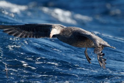 Northern Giant Petrel
