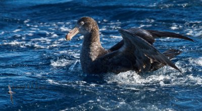 Northern Giant Petrel