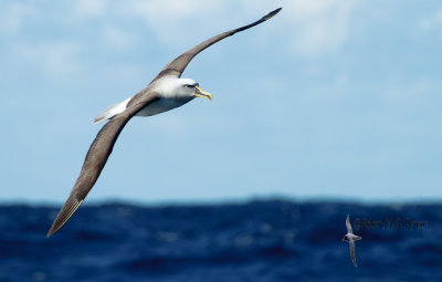 Buller's Albatross